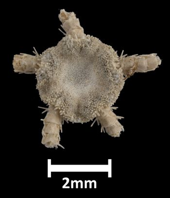 Media type: image;   Invertebrate Zoology OPH-941 Aspect: dorsal